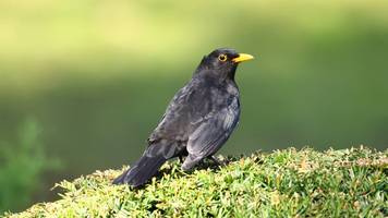 Unterschied Amsel und Drossel – einfach erklärt